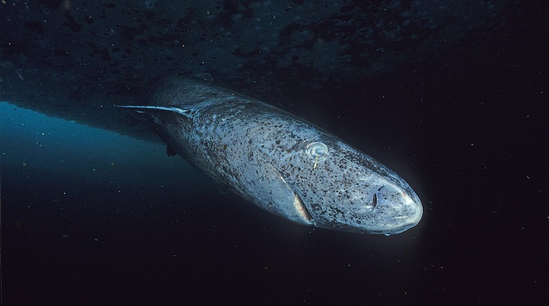 Morre beluga encalhada no rio Sena, próximo a Paris