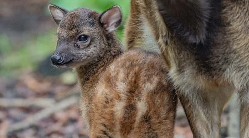 Peixe 'extinto' no México é reintroduzido na natureza graças a zoo