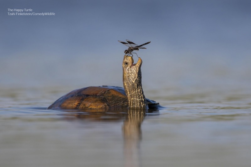 Os animais mais engraçados de 2023