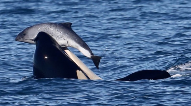 Morre beluga encalhada no rio Sena, próximo a Paris