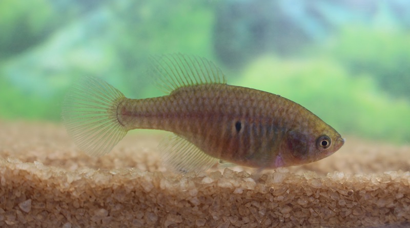 Nova espécie de peixe descoberta na Caatinga é batizada com o nome do presidente Lula