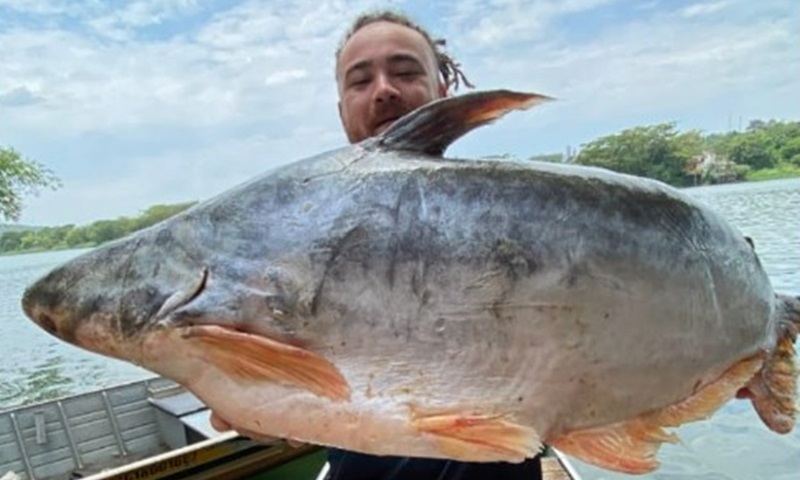 Alagoas libera cultivo do panga, espécie de peixe exótica e invasora, já encontrado na bacia do São Francisco