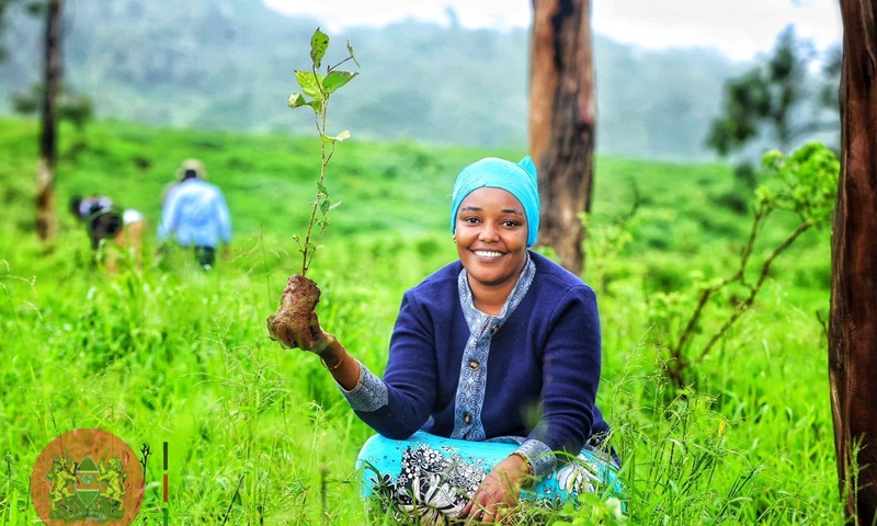 Quênia promove feriado nacional para o plantio de 150 milhões de árvores
