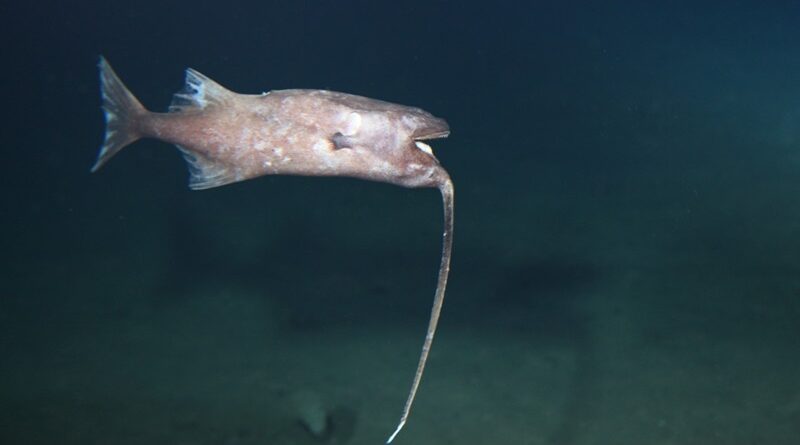 Cientistas filmam o peixe mais profundo de todos os tempos no