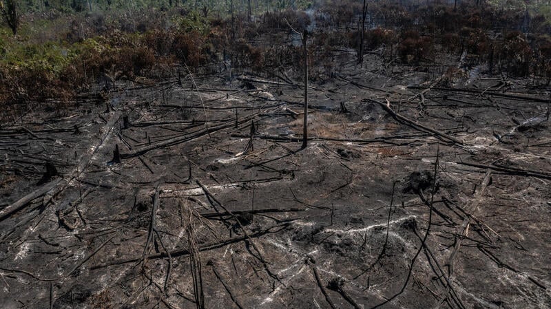 Queda No Desmatamento Da Amazônia Chega A 50% Em 2023