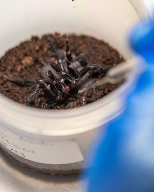 Capturada na Austrália maior aranha já encontrada de espécie mais venenosa do mundo