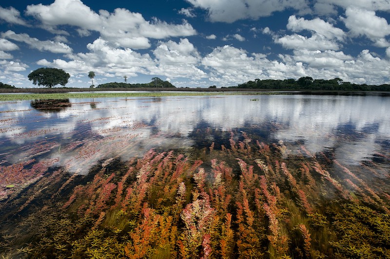 'Água Pantanal Fogo': Luciano Candisani e Lalo de Almeida unem talentos pela preservação do bioma