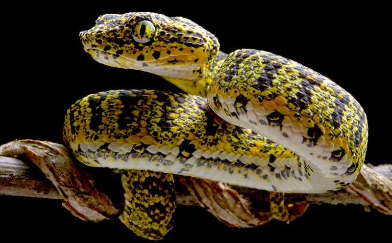 Descobertas cinco novas espécies de belíssimas cobras-de-pestana 