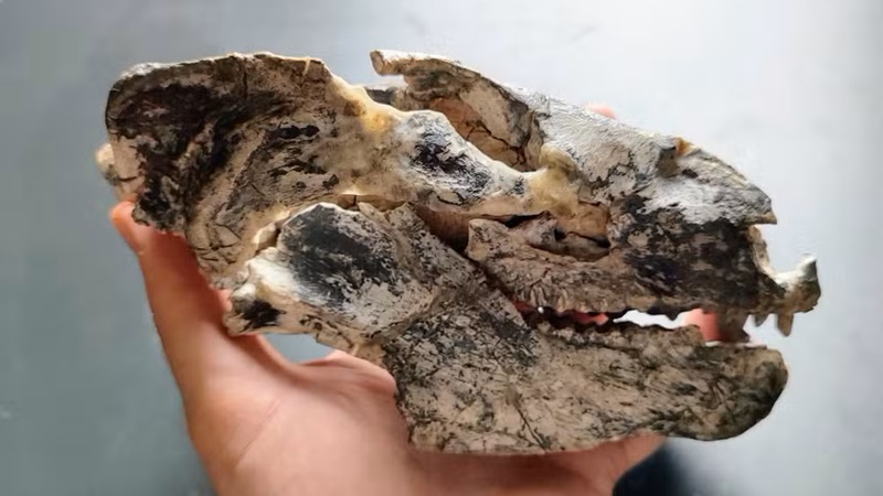 Fóssil de antepassado dos mamíferos, com sangue frio, é descoberto no Rio Grande do Sul