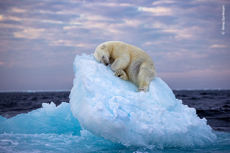Soneca de urso polar conquista o coração e os votos de internautas no Wildlife Photographer of the Year
