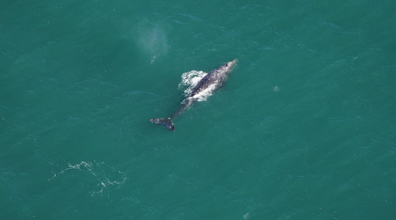 Após mais de 200 anos, baleia-cinzenta é avistada no Oceano Atlântico