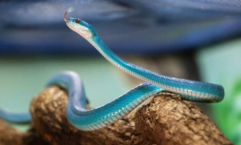 Descobertas cinco novas espécies de belíssimas cobras-de-pestana