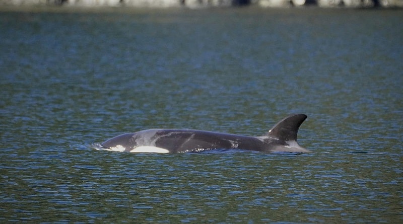 Após um mês presa em lagoa, filhote de orca órfã consegue ir para alto mar em busca da família