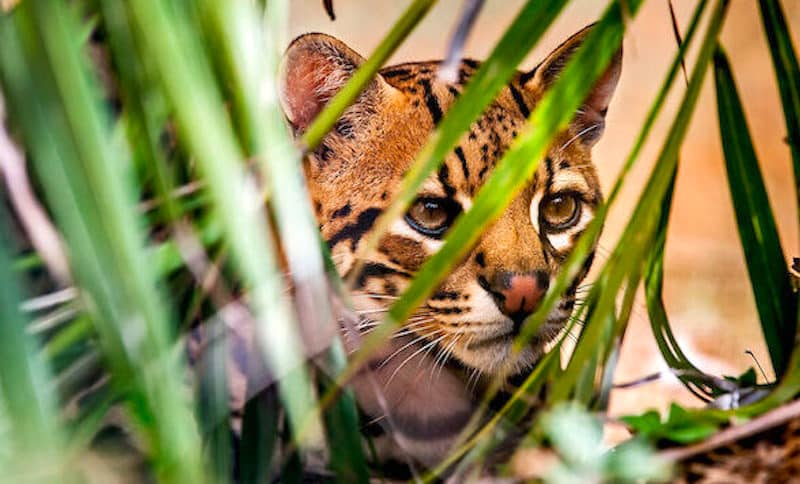 Para evitar contato com humanos, animais do Cerrado mudam seus hábitos