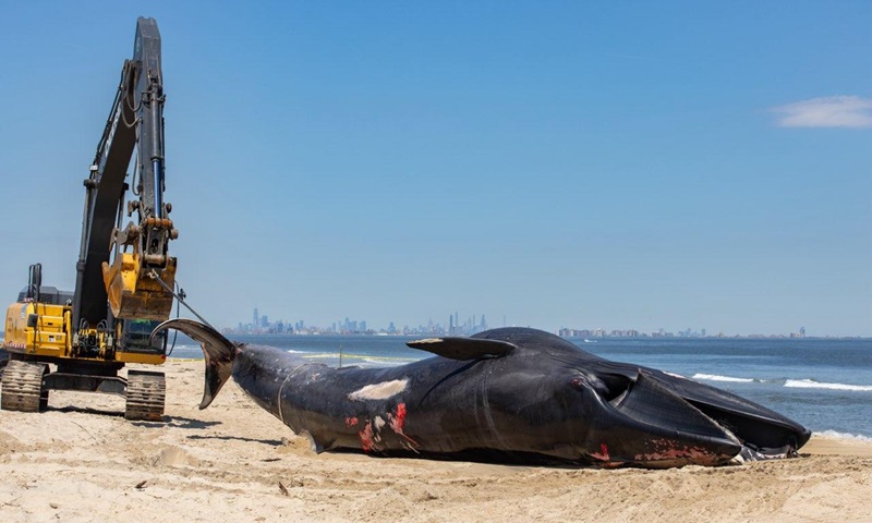 Navio de cruzeiro chega em porto de NY com baleia de 13 metros morta, presa na proa