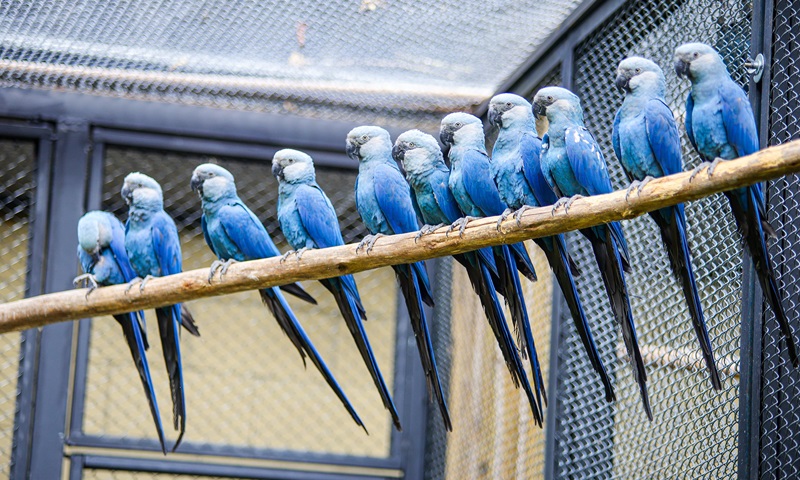 Centro de conservação da ararinha-azul é inaugurado no Zoológico de São Paulo