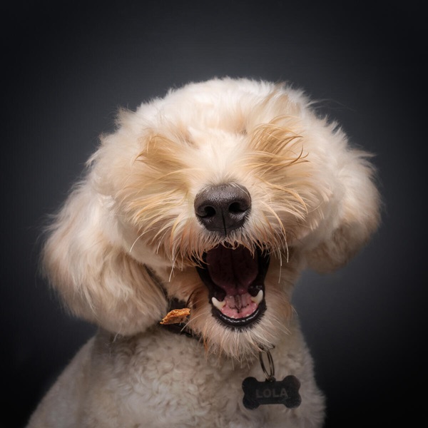 Flagrantes divertidos e inusitados: qual a sua foto preferida do Comedy Pet Photography Awards?