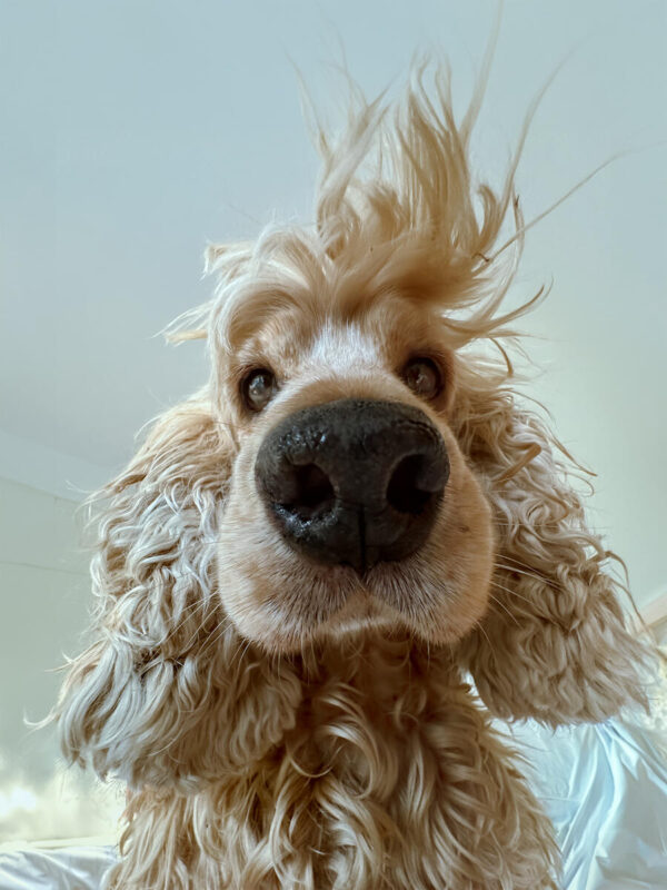 Flagrantes divertidos e inusitados: qual a sua foto preferida do Comedy Pet Photography Awards?