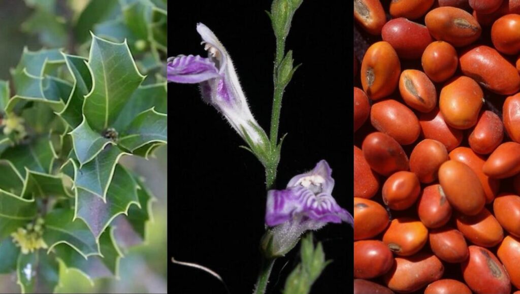 InovaFito Brasil: plataforma leva plantas nativas à farmácia, conectando pesquisadores, investidores e agentes