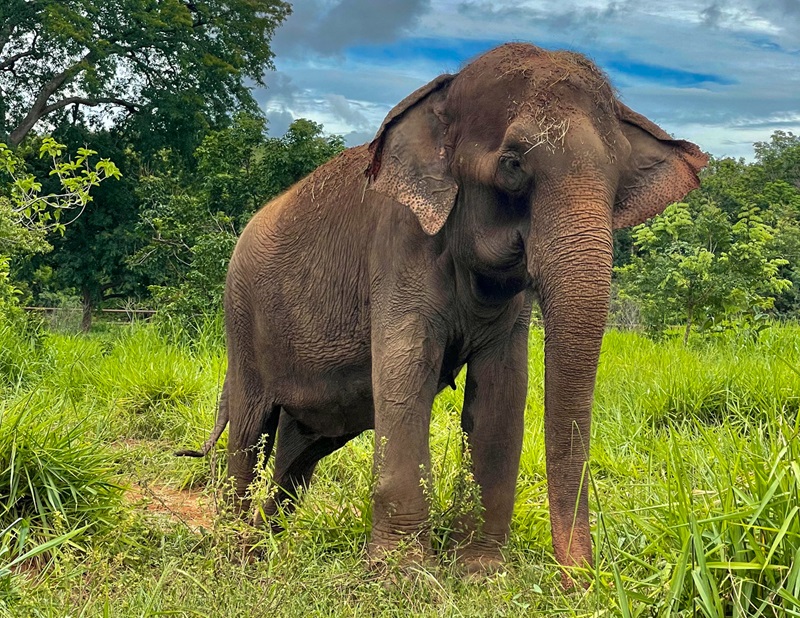 Morre Lady, que viveu 40 anos em circo, mas ganhou amor e dignidade no Santuário dos Elefantes Brasil