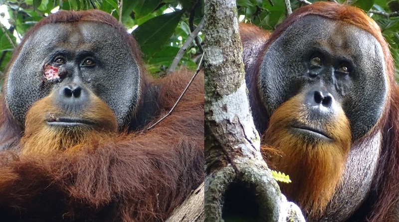 Orangotango trata ferida com planta medicinal, em registro inédito para a ciência