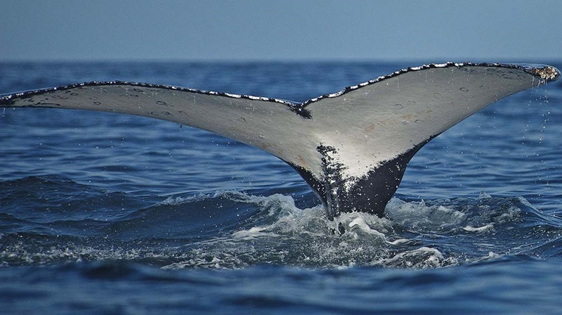 Peru aprova criação de reserva nacional marinha em área com mais rica biodiversidade da costa