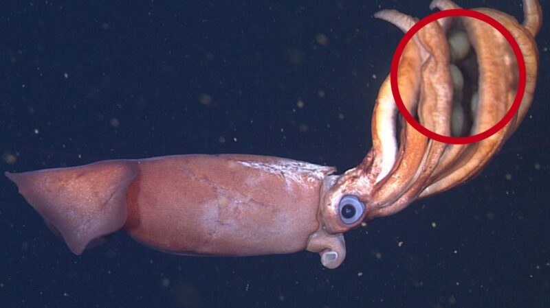 Robô submarino documenta espécie de lula desconhecida com ovos gigantes