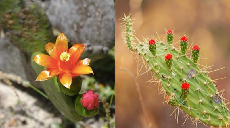 Duas espécies de cactos comestíveis da Caatinga podem desaparecer com as mudanças climáticas