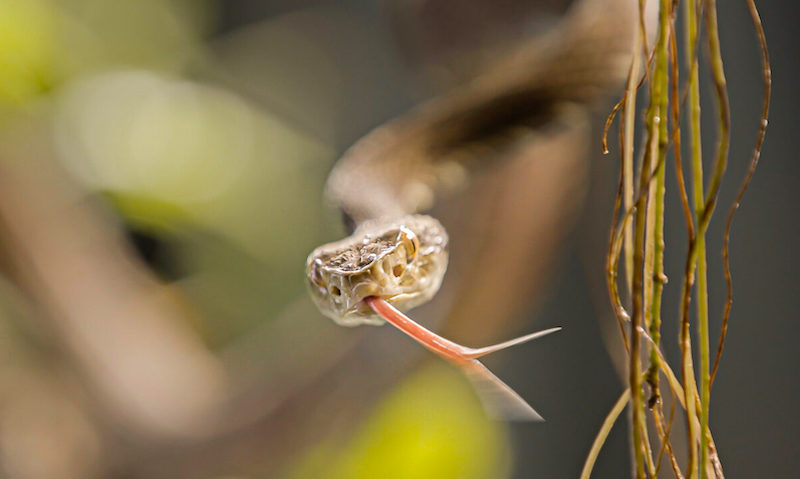 Mudanças climáticas podem levar à migração ou à extinção de cobras venenosas
