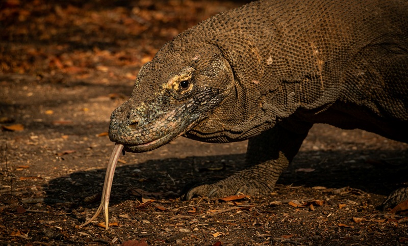 Camada de ferro torna afiados dentes do dragão-de-komodo ainda mais poderosos