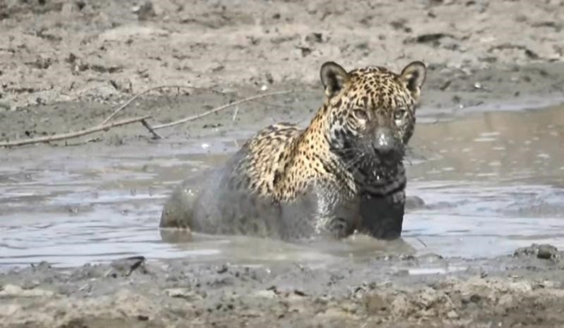Malala, filha de onça morta por incêndio no Pantanal, é avistada bem e saudável