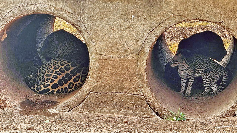 Animais se abrigam em manilhas e têm dificuldade em encontrar alimentos em  meio à vegetação queimada no Pantanal