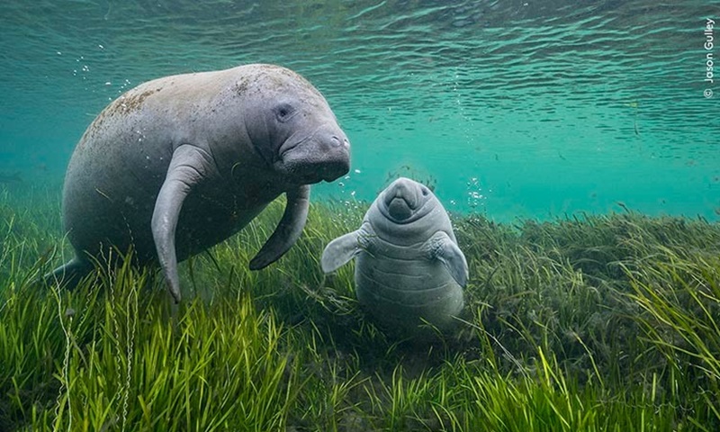 Momento mágico entre uma peixe-boi e seu filhote está entre destaques do Wildlife Photographer of the Year 2024