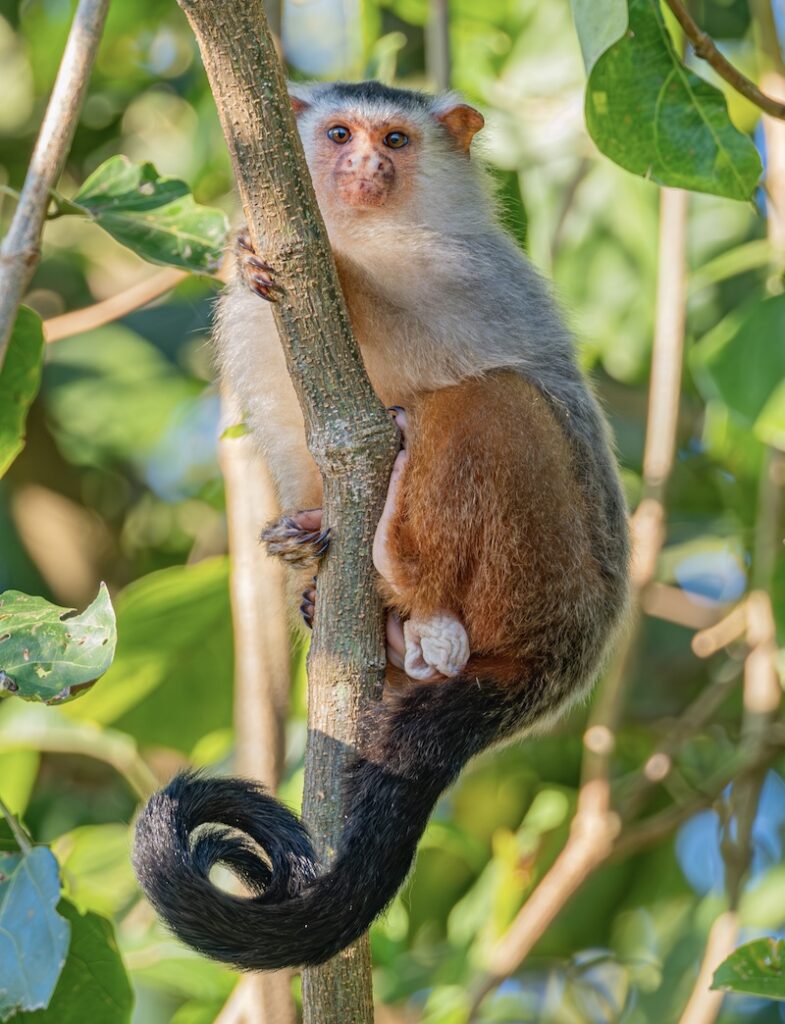 Fazenda em Alta Floresta é nova reserva de proteção do MT e impulsiona turismo de observação de vida selvagem