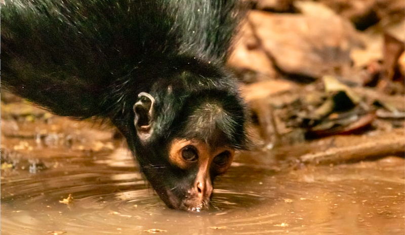 Animais driblam seca prolongada nas águas límpidas de nascente criada por biólogo nas RPPNs Cristalino, no MT