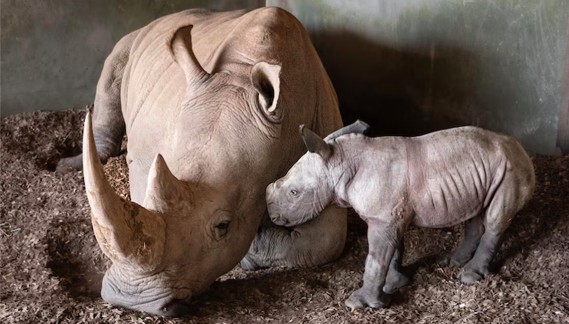 Bebê de rinoceronte branco do sul nasce em zoológico australiano: veja as primeiras imagens do adorável filhote 