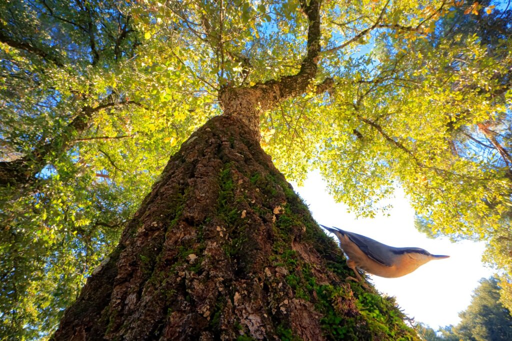 Ao fotografar pássaro em ângulo inusitado, jovem de 14 anos é premiado no Bird Photographer of the Year