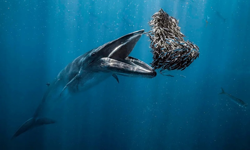 Flagrante espetacular de baleia e cardume de sardinhas conquista o Ocean Photographer of the Year 2024