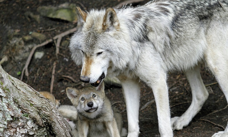 Nascimento de 30 filhotes de lobos na Califórnia é celebrado, após um século de extinção no estado