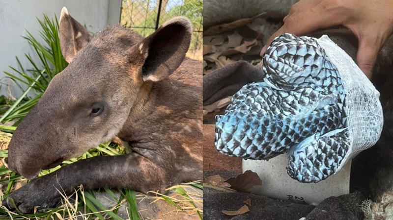 Pele de tilápia ajuda na cicatrização das patas de Melancia, filhotinha de anta resgatada no Pantanal