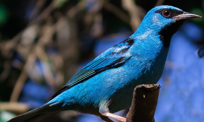 Em apenas um dia, 340 espécies de aves são avistadas na Grande Reserva Mata Atlântica