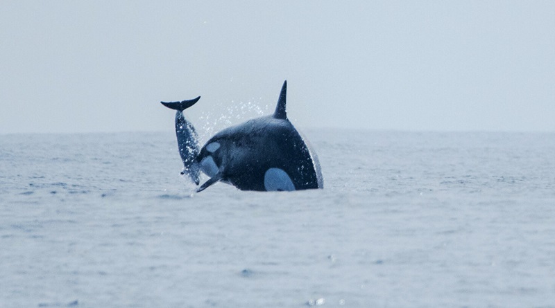 Flagrante de orca caçando golfinho traz mais informações sobre grupo pouco conhecido na costa do Chile