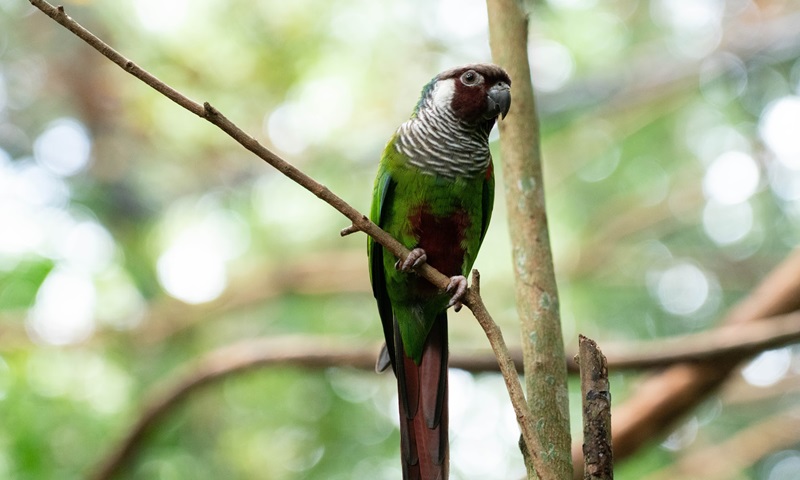 Periquitos cara-suja nascidos no Parque das Aves, no Paraná, agora voam livres pela Serra da Aratanha, no Ceará