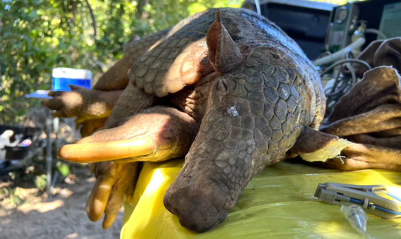 Pesquisadores identificam o maior tatu-canastra já registrado no Pantanal em 14 anos