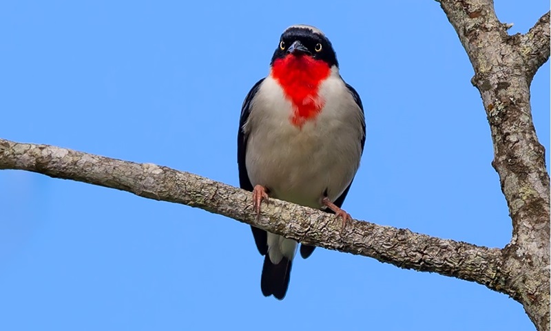 Uma das aves mais ameaçadas do mundo, a brasileira saíra-apunhalada ganha campanha de proteção