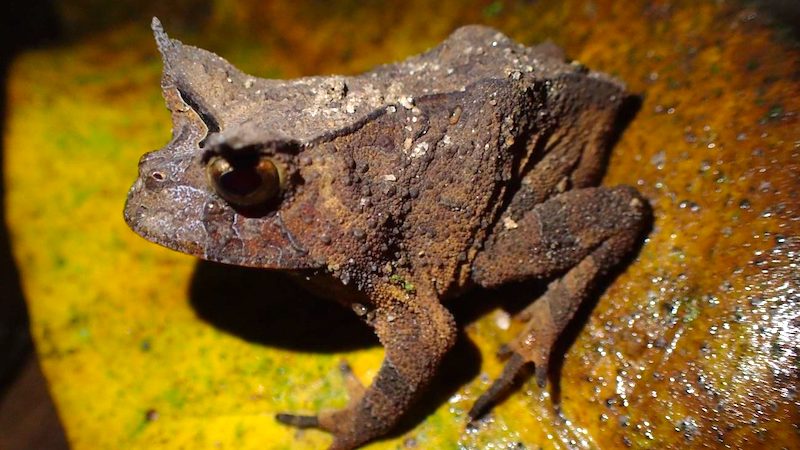 Anfíbio exclusivo da Mata Atlântica é mapeado com a ajuda de cidadãos cientistas no Espírito Santo