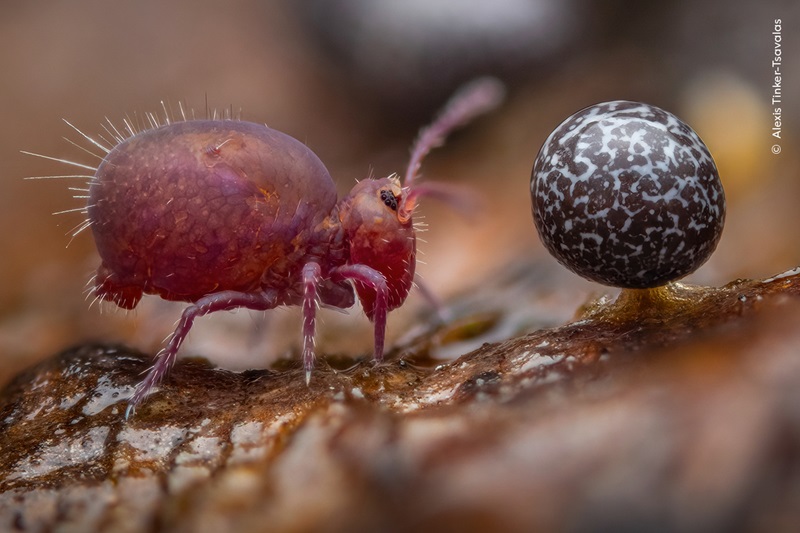 Imagem que mostra conexão intrínseca entre animais, plantas e ambiente vence o Wildlife Photographer of the Year 2024