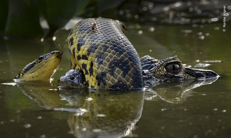 Embate entre sucuri e jacaré, no Pantanal, está entre vencedores do Wildlife Photographer of the Year