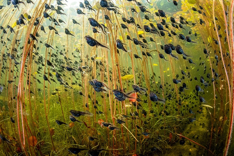 Imagem que mostra conexão intrínseca entre animais, plantas e ambiente vence o Wildlife Photographer of the Year 2024