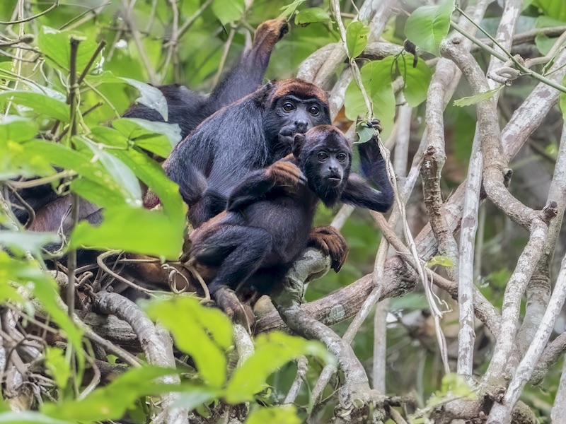 Nas matas de Alta Floresta, no MT, vivem alguns dos primatas mais raros e ameaçados do mundo